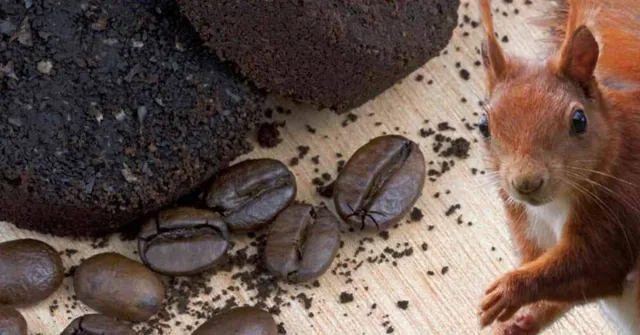 Do Coffee Grounds Keep Squirrels Away?