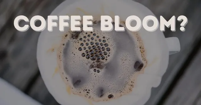 What is Coffee Bloom?