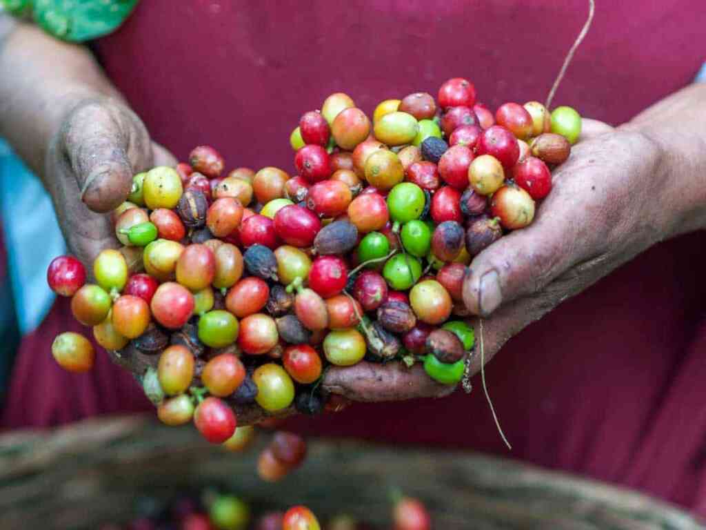 Arabica vs Robusta: Harvesting of Coffee Beans