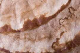 Are Bleached Coffee Filters Safe? (Should You Use Them?)