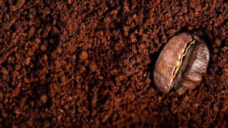 Freshly Ground Coffee and a Coffee Bean