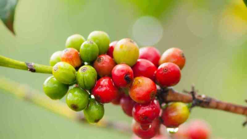 Fresh Kenyan Coffee Bean Cherries