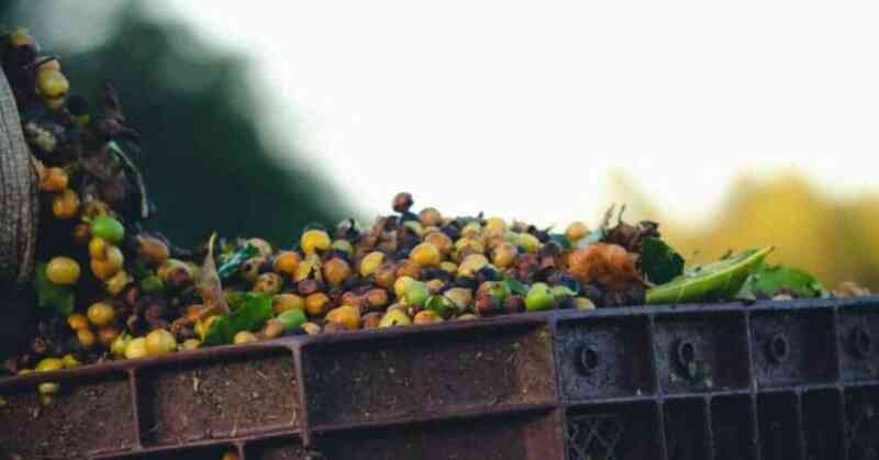 Freshly Harvested Coffee Beans