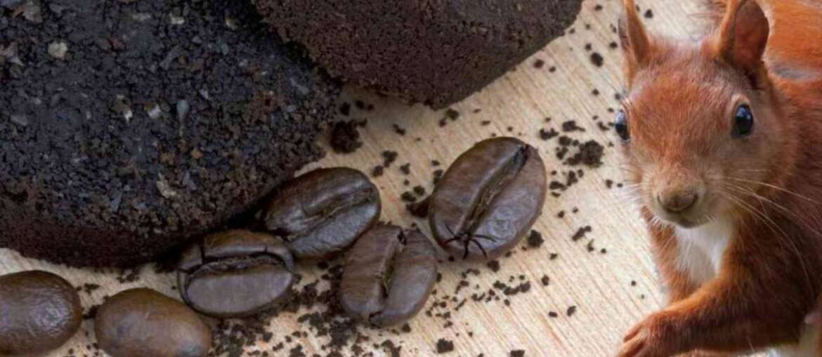 Do Coffee Grounds Keep Squirrels Away?