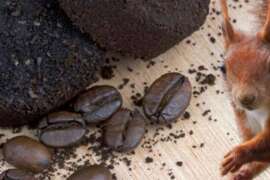 Do Coffee Grounds Keep Squirrels Away?