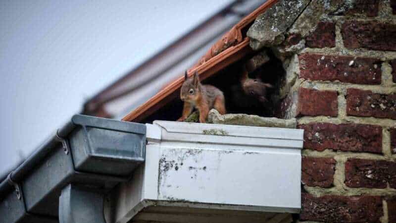 Coffee grounds are a natural squirrel repellent.