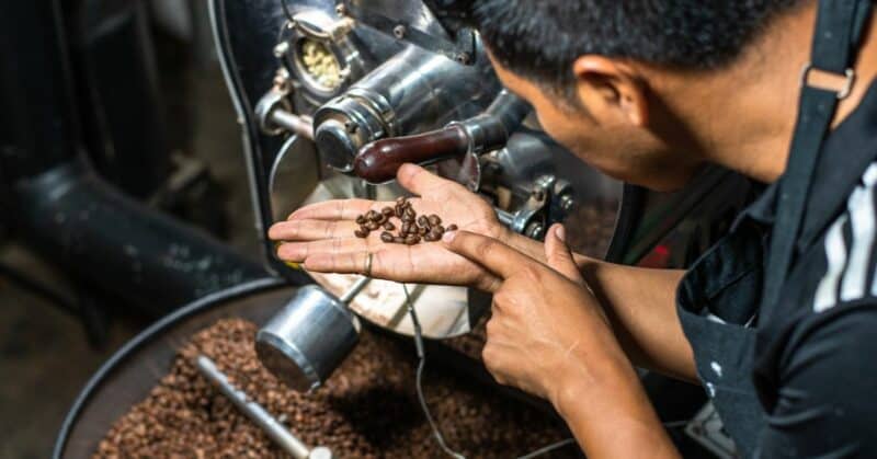 Barista inspecting coffee beans during the roasting process
