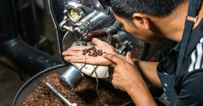 A barista inspecting coffee beans during the roasting process.