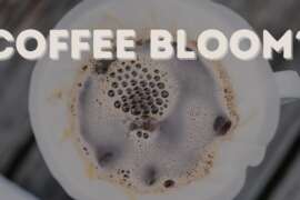 Uncovering the Mystery of Coffee Bloom: Everything You Need to Know!